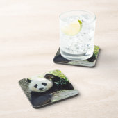 Giant Panda rusteert tegen bomen Bier Onderzetter (Rechterzijde)