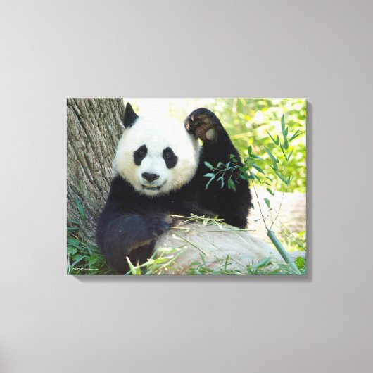 Giant Panda rusteert tegen bomen Canvas Afdruk (Voorkant)