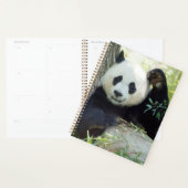 Giant Panda rusteert tegen bomen Planner (Display)