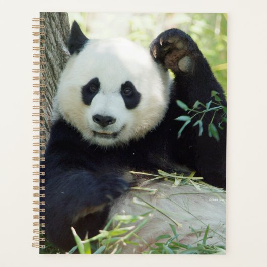 Giant Panda rusteert tegen bomen Planner (Voorkant)