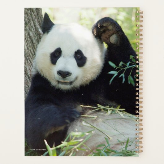 Giant Panda rusteert tegen bomen Planner (Achterkant)