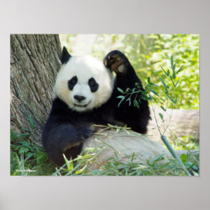 Giant Panda rusteert tegen bomen Poster