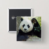 Giant Panda rusteert tegen bomen Vierkante Button 5,1 Cm (Voorkant /achterkant)