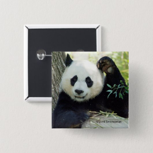 Giant Panda rusteert tegen bomen Vierkante Button 5,1 Cm (Voorkant /achterkant)