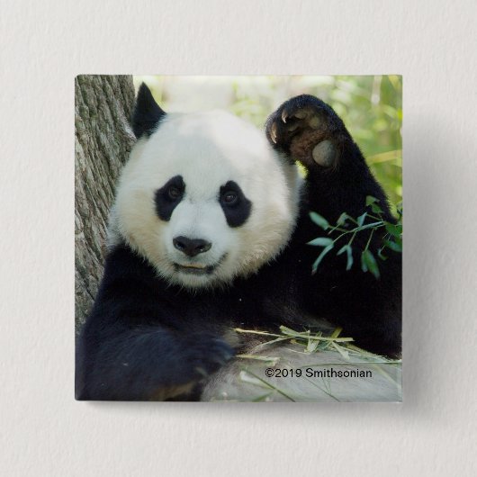 Giant Panda rusteert tegen bomen Vierkante Button 5,1 Cm (Voorkant)