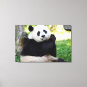 Giant Panda Sitting Canvas Afdruk (Voorkant)