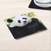 Giant Panda Sitting Kartonnen Onderzetters (Schuin)
