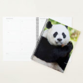 Giant Panda Sitting Planner (Display)