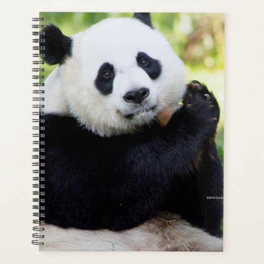 Giant Panda Sitting Planner (Voorkant)