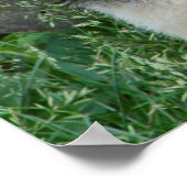 Giant Panda Sitting Poster (Hoek)