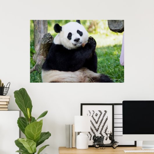 Giant Panda Sitting Poster (Thuiskantoor)