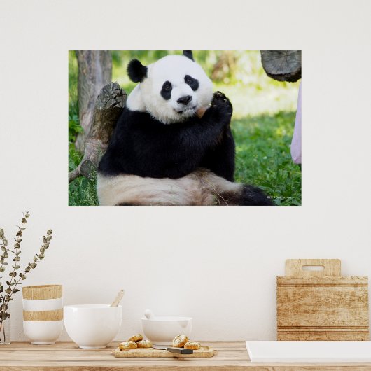 Giant Panda Sitting Poster (Keuken)