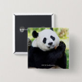 Giant Panda Sitting Vierkante Button 5,1 Cm (Voorkant /achterkant)