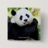 Giant Panda Sitting Vierkante Button 5,1 Cm (Voorkant)