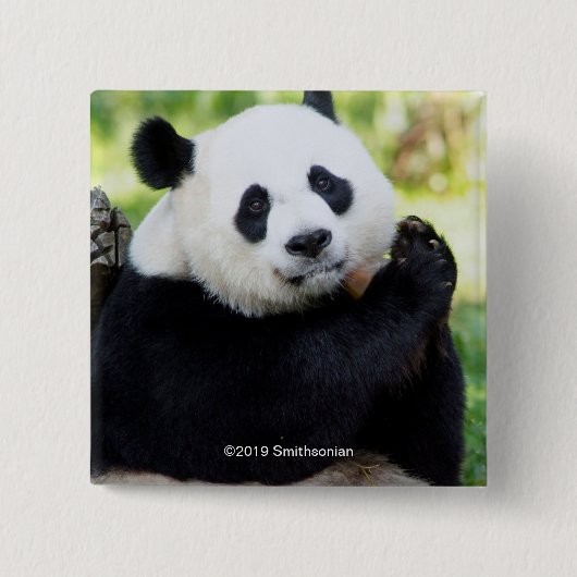 Giant Panda Sitting Vierkante Button 5,1 Cm (Voorkant)
