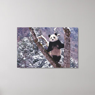 Giant Panda staat op boom, Wolong, Sichuan, Canvas Afdruk