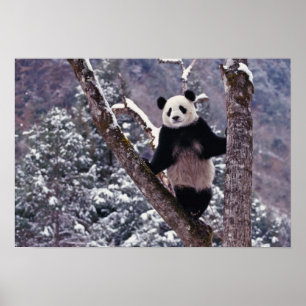 Giant Panda staat op boom, Wolong, Sichuan, Poster