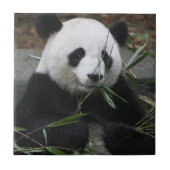 Giant panda tegeltje (Voorkant)