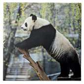Giant Panda Tegeltje (Voorkant)