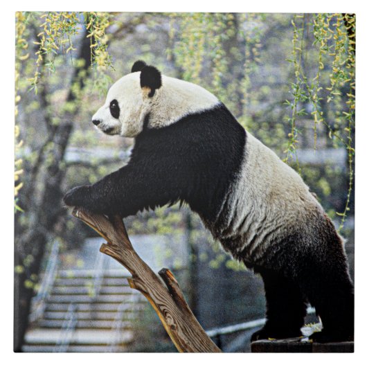 Giant Panda Tegeltje (Voorkant)
