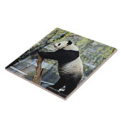 Giant Panda Tegeltje (Zijkant)