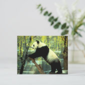Giant Panda Yoga Stretch Briefkaart (Staand voorkant)