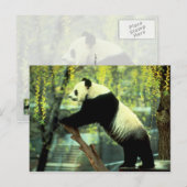 Giant Panda Yoga Stretch Briefkaart (Voorkant / Achterkant)