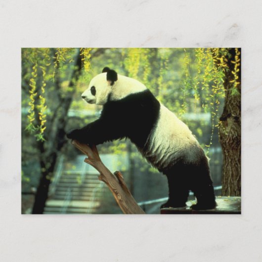 Giant Panda Yoga Stretch Briefkaart (Voorkant)