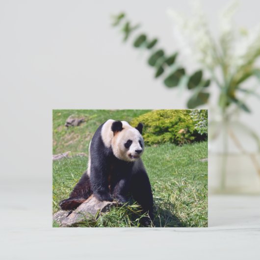 Giant panda zit op een steen feestdagenkaart (Staand voorkant)