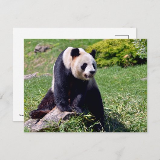 Giant panda zit op een steen feestdagenkaart (Voorkant / Achterkant)
