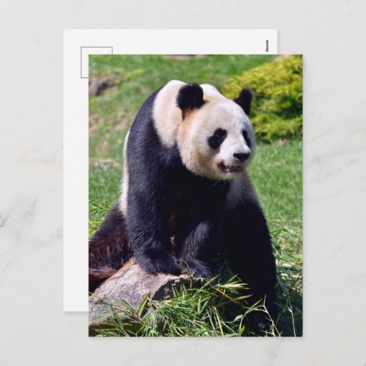 Giant panda zit op een steen feestdagenkaart (Voorkant / Achterkant)