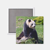 Giant panda zit op een steen magneet (Voorkant / Achterkant)