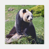 Giant panda zit op een steen magneet (Voorkant)