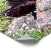 Giant panda zit op een steen poster (Hoek)