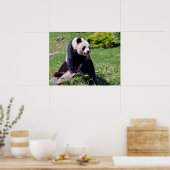 Giant panda zit op een steen poster (Keuken)
