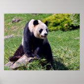Giant panda zit op een steen poster (Voorkant)