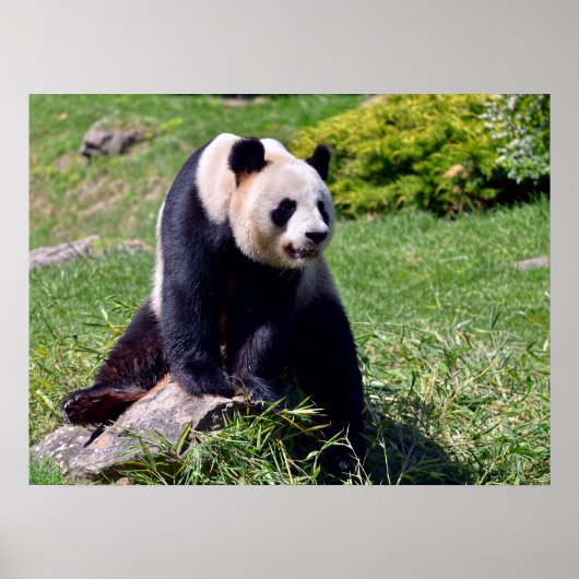 Giant panda zit op een steen poster (Voorkant)