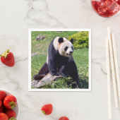 Giant panda zit op een steen servet (Insitu)