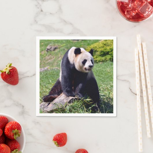 Giant panda zit op een steen servet (Insitu)