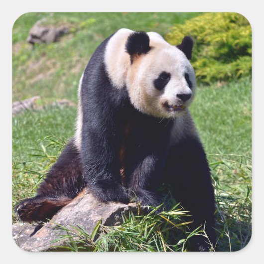 Giant panda zit op een steen vierkante sticker (Voorkant)