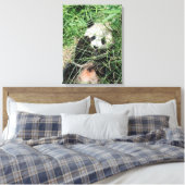 Giant Panda zweert in gras Canvas Afdruk (Insitu (Slaapkamer))