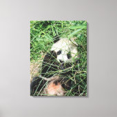 Giant Panda zweert in gras Canvas Afdruk (Voorkant)