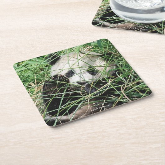 Giant Panda zweert in gras Kartonnen Onderzetters (Schuin)