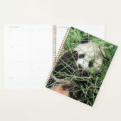 Giant Panda zweert in gras Planner (Display)