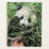 Giant Panda zweert in gras Planner (Voorkant)