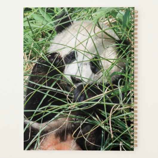 Giant Panda zweert in gras Planner (Achterkant)