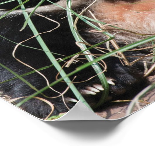 Giant Panda zweert in gras Poster (Hoek)