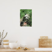 Giant Panda zweert in gras Poster (Keuken)
