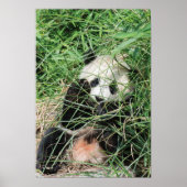 Giant Panda zweert in gras Poster (Voorkant)