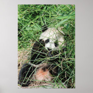 Giant Panda zweert in gras Poster